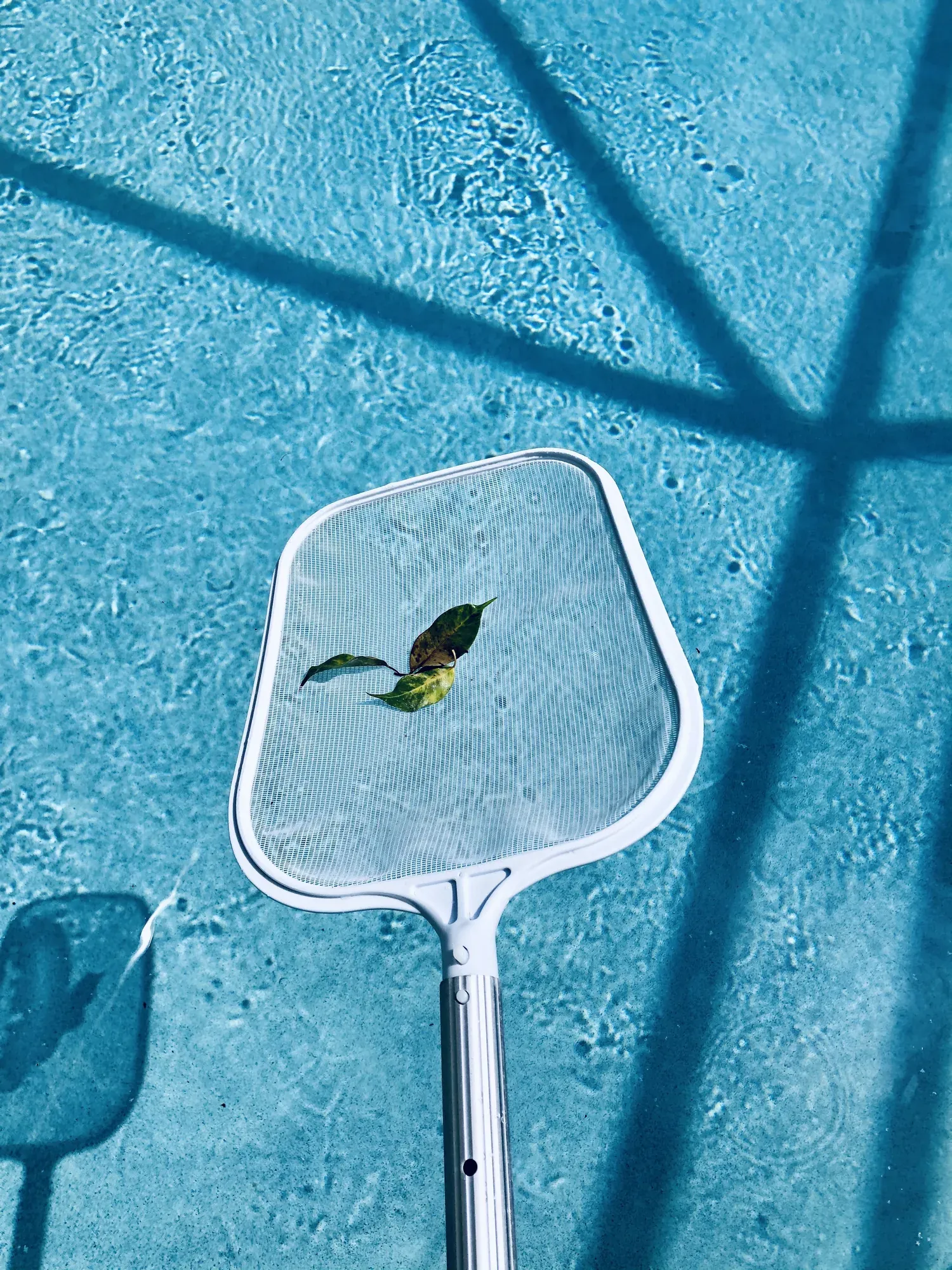 Leaf skimmer collecting storm debris from the pool surface